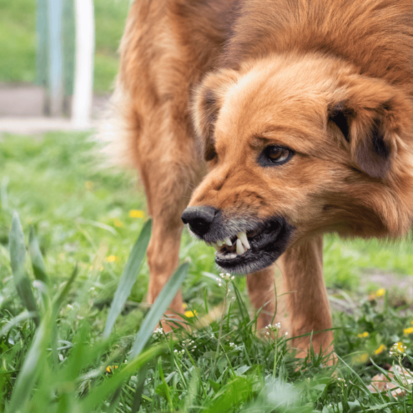 Aggressive Dog (1)