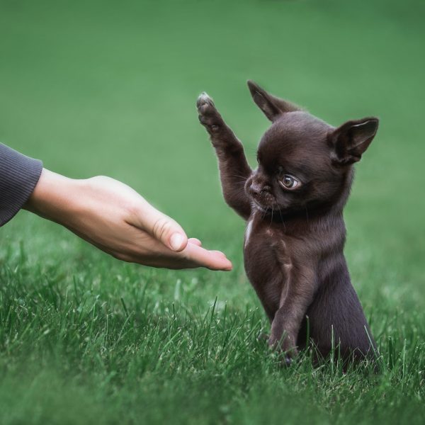 Training,Of,Dogs,And,Puppies.,The,Command,Shake.,A,Chihuahua